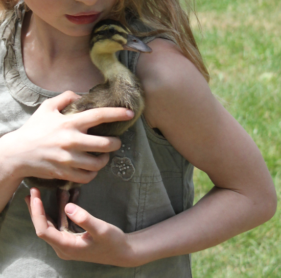 manubloggt unerzogen großelternbande: foto ente jollie